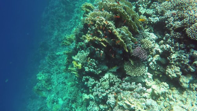 Many fish swim among corals in the Red Sea, Egypt, 4k
