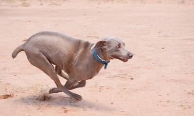 Weimaraner dog running full speed in sand