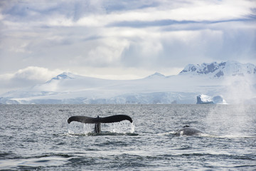 Whale on Ice