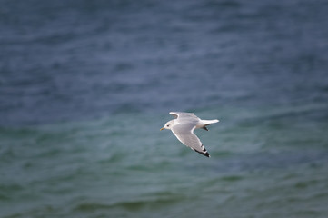 An adult Common Gull, Larus canus, in flight over the Atlantic Ocean