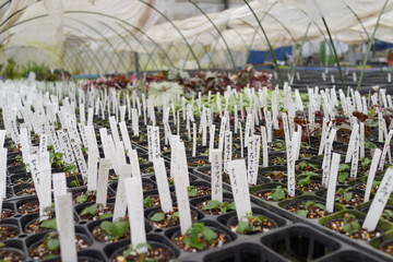 苗　苗床　園芸 ビニールハウス