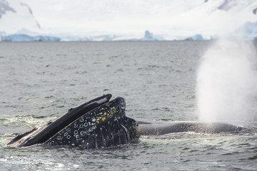 Burping Whale
