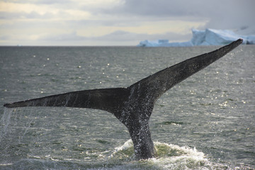tail of the Whale