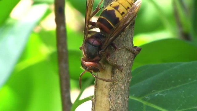 Eine Hornisse knabbert an der saftigen Rinde eines Jasminstrauches (Makroaufnahme)
