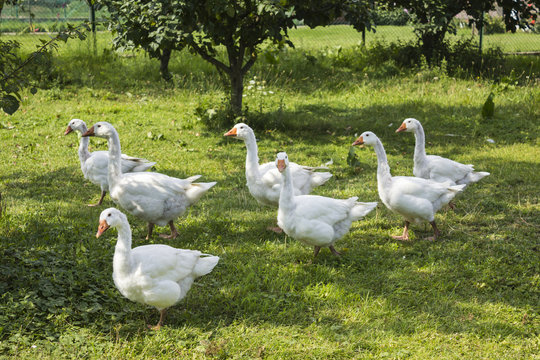 White geese grazing in the garden. A few geese pecking at the green grass on a warm summer day..