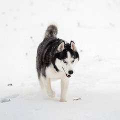 Siberian Husky dog