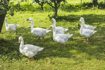 White geese grazing in the garden. A few geese pecking at the green grass on a warm summer day..