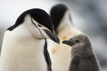 Obraz premium Glimpse of the Penguin