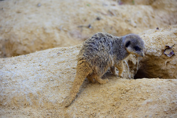 Suricate