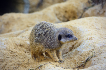Suricate