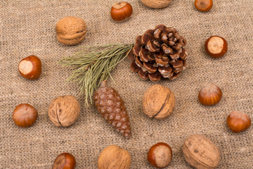 Walnuts, hazelnuts, cone, fir branch on sackcloth fabric