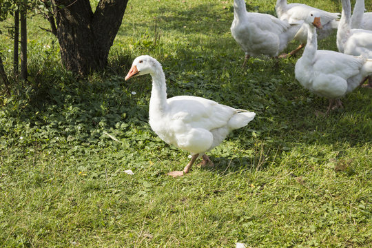 White geese grazing in the garden . Goose acting to protect the herd .