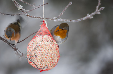 A European Robin, Erithacus rubecula, on a fatball with a Chaffinch, Fringilla coelebs, balancing...