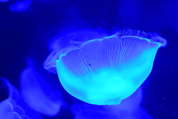 M&eacute;duses lunes (Aurelia aurita)