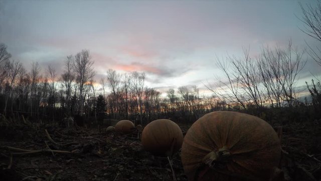Timelapse sunset over a pumpkin patch