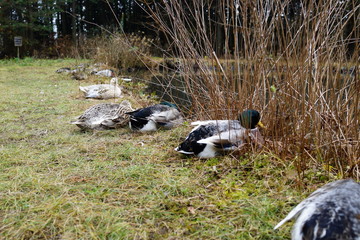 水鳥 鴨 ガチョウ あひる 水辺 毛づくろい 可愛い