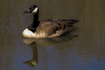 Obraz premium Canadian Goose