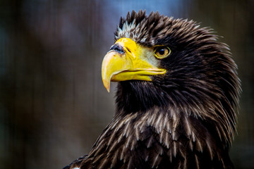 Sea Eagle