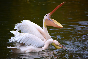 Pelican blanc
