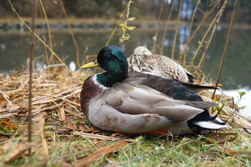 水鳥　鴨　ガチョウ　あひる　水辺　毛づくろい　可愛い　