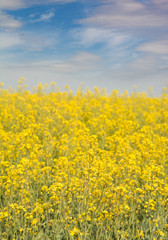 Obraz premium Yellow blooms of canola field, with a partly cloudy sky background