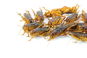 Gryllidae ,Orthoptera isolated on white background