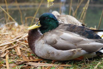 水鳥　鴨　ガチョウ　あひる　水辺　毛づくろい　可愛い　