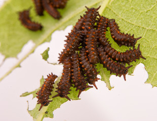 Young Pipevine Swallowtail caterpillars grouped on a Dutchman's Pipe leaf, eating into a skeleton