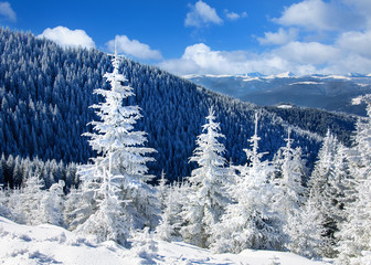 Winter sun landscape in a mountain forest