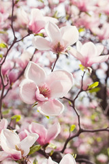 Flowers of magnolia tree in springtime