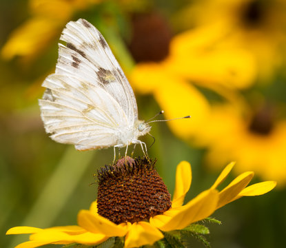 Checkered White butterfly feeding on a Black-eyed Susan flower