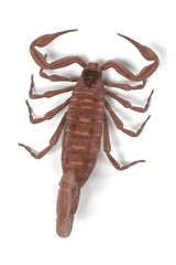 realistic 3d render of centruroides vittatus