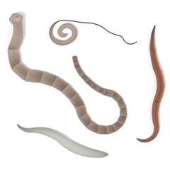 realistic 3d render of digestive parasites