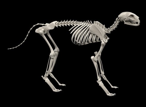 Realistic 3d Render Of Cat Skeleton