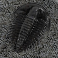 realistic 3d render of trilobite
