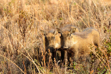 Warthog piglets