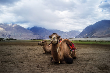 Bactrian camel