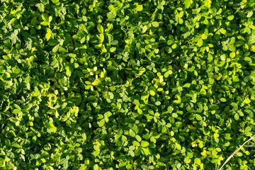 Green wall leave. It natural Texture of earth