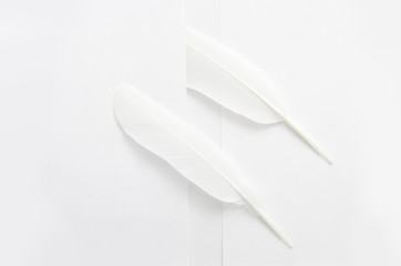 Two white feathers on a white background
