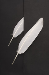 white bird feather on black background
