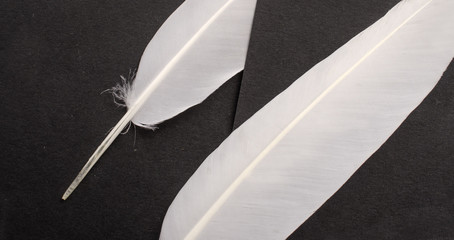 white bird feather on black background, composition of feathers