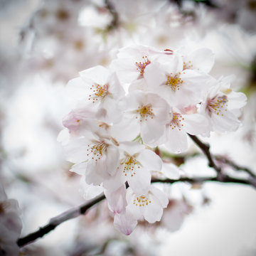 Tokyo Blossoms