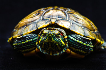 one Pond slider isolated on the black background.closeup