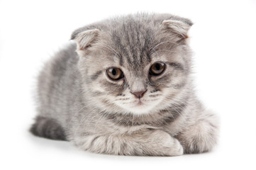 British kitten isolated on white