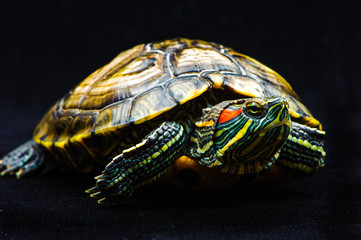 Fototapeta premium one Pond slider isolated on the black background.closeup
