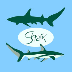 Shark color vector illustration style Flat profile