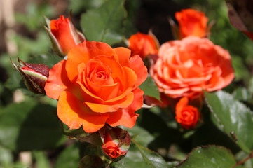 Bright orange rose in a summer garden.
