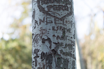 Tree full of scratches. Words written.
