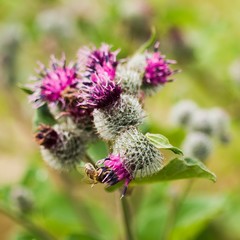 Bee on thistle