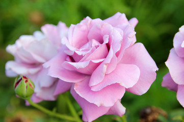 Purple roses in the summer garden.